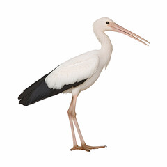 Fototapeta premium Wood Stork Bird on White Background, avian, wildlife, animal, nature, isolated