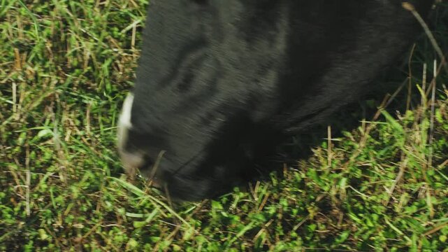 Close-up, cow eats grass in a field in late autumn, nostrils and mouth of a cow. Fat Beef cow eating grass. Farm animals, raising cattle for milk and meat production. Cattle farm, ranch, grazing. 