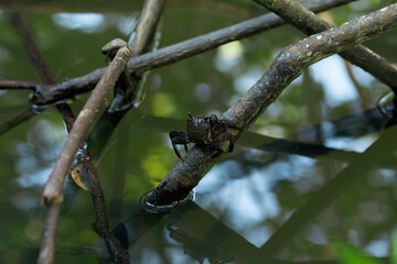 black mud crab in mangrove jungle with Brackish water in thailand