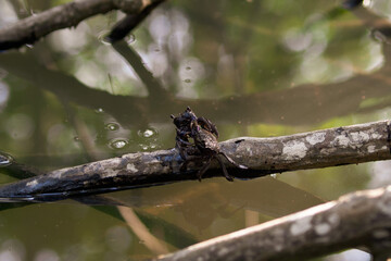 black mud crab in mangrove jungle with Brackish water in thailand