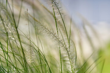 imperata cylindrica grass background in warm tone