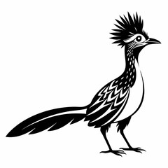 Fototapeta premium Greater Roadrunner vector silhouette on white background