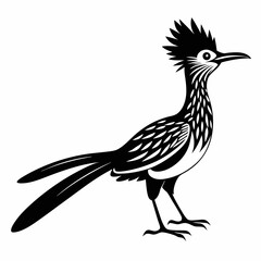 Greater Roadrunner vector silhouette on white background