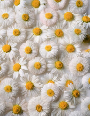 Fresh Daisy flower pattern texture background