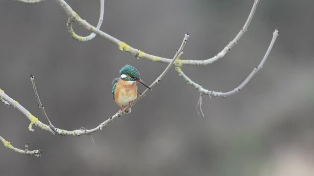 martin p&ecirc;cheur Alcedo atthis &agrave; l'aff&ucirc;t dans un arbre
