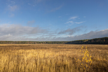 Fototapeta premium A field of tall grass with a lone tree in the middle