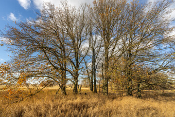 A field of trees with leaves falling and a blue sky in the background