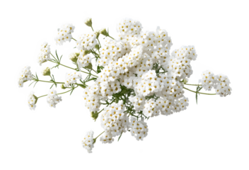 Top view of a yarrow flower isolated on a transparent background
