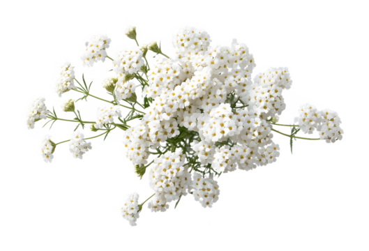 Top view of a yarrow flower isolated on a transparent background