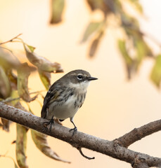 Yellow - rumped Warbler female in a tree in autumn in Elgin Ontario
