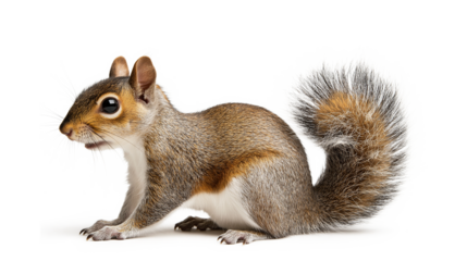 Squirrels isolated on a transparent or white background
