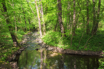 river in the forest. sunny day in spring. view from above
