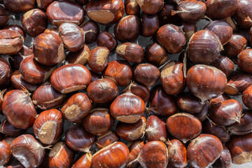 Closeup unpeeled uncooked raw chestnut background. Organic chestnuts - Castanea sativa