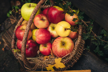 Different apples in a basket after autumn rain, standing on a wooden wet bench close-up