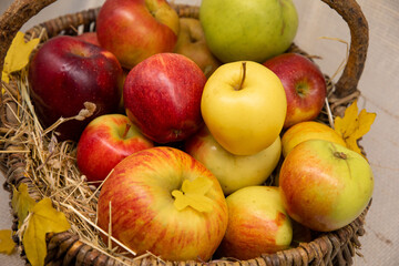 Ripe apples of different varieties close-up. New autumn apple harvest