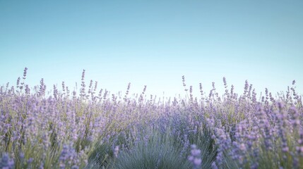 Fototapeta premium Serene Lavender Field Under a Tranquil Sky: A Peaceful Escape in Nature's Embrace