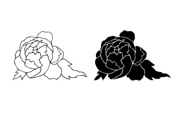 Linear sketch,silhouette,stamp of peony flower.Decorative botanical element.Vector graphics.