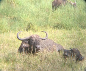 Obraz premium Serengeti Büffel 