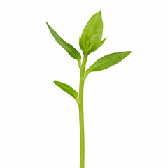 Young Green Plant Sprout with Fresh Leaves Isolated on White Background, seedling, leaf, growth, new, beginning