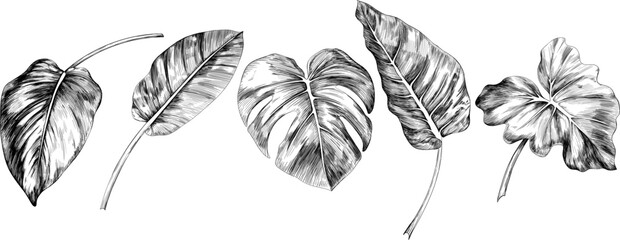 Tropical leaves isolated on white background set. Hand drawn illustration collection ink style.