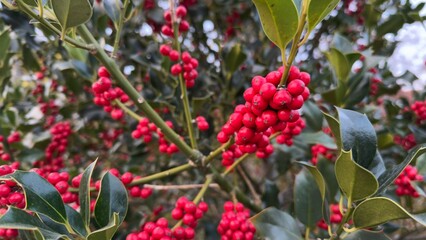 Vibrant Red Holly Berries With Glossy Green Leaves in Nature. Close-up of vibrant red holly berries...