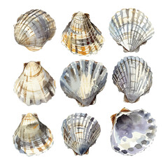 A watercolor vector of a set of barnacle shells, isolated on a white background. Barnacle shells vector.