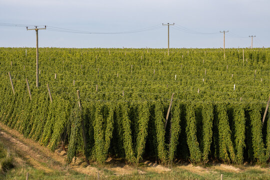 Tall hop fields