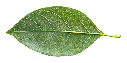 Obraz premium Tree green leaf on a transparent background. isolated background.