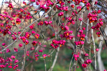 Close up of deciduous shrub euonymus europaeus red cascade, photographed at Wisley garden, Surrey UK in late autumn with bright red berry fruit on the branches.