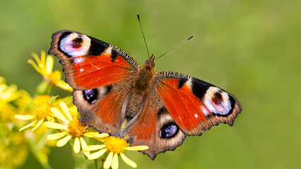 butterfly on a flower