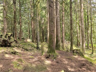Coniferous trees in the mountain forest