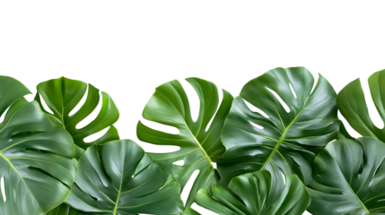 tropical leaves foliage plant bush floral transparent background 