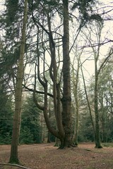 Serene misty forest path