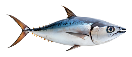 Tuna fish on a transparent background. isolated background.