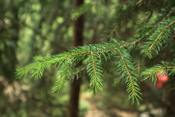 Closeup of Pine Tree Branch with Needles in Sunlight Against Dark Blurred Background – Nature, Forest Detail, Tranquil Outdoor Scene