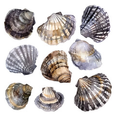 A watercolor painting of a set of bivalve shells, isolated on a white background. Bivalve shells vector.