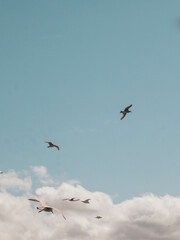 Seagulls
