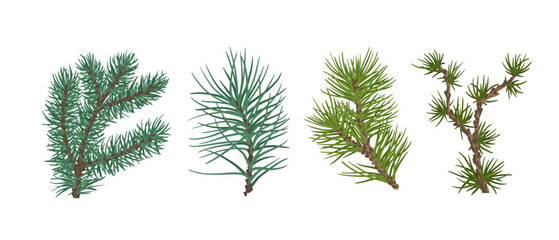 Naklejka premium Set of evergreen coniferous branches of pine, spruce. Decorative botanical elements. Vector graphics.