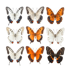 Fototapeta premium butterflies Isolated On Transparent Background