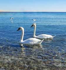 a pair of white elegant swans on a background of transparent blue sea water and sky
