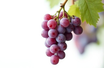 Fototapeta premium Bunch of purple grapes on white background