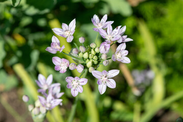 Close up of an American garlic (allium unifolium) flower in bloom
