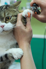 Cat receives gentle claw trimming in a cozy grooming session at home