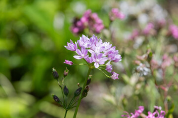 Close up of an American garlic (allium unifolium) flower in bloom