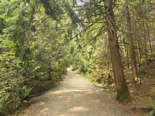 Fototapeta premium A gravel road in a coniferous forest