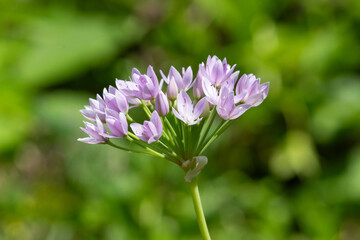 Fototapeta premium Close up of an American garlic (allium unifolium) flower in bloom