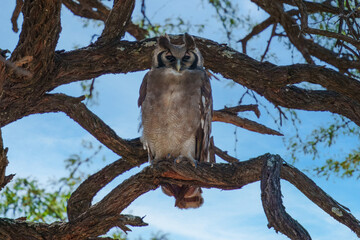 Verreaux's eagle-owl, milky eagle owl or giant eagle owl (Ketupa lactea) Okavango Delta or Okavango Grassland, Botswana