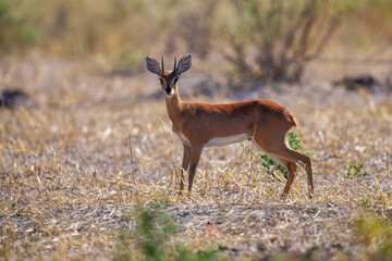 Steenbok, Raphicerus campestris, fire burned destroyed savannah. Animal in fire burnt place, Cheetah lying in black ash and cinders, Savuti, Chobe NP in Botswana. Hot season in Africa. Botswana wild.
