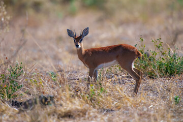 Steenbok, Raphicerus campestris, fire burned destroyed savannah. Animal in fire burnt place, Cheetah lying in black ash and cinders, Savuti, Chobe NP in Botswana. Hot season in Africa. Botswana wild.
