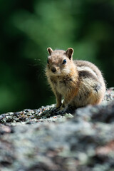 Chipmunk